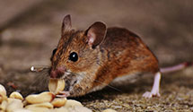 24 Hour & Emergency Exterminators in Three Mile, NC